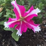Lesa Jones - @lesajones385 - Instagram