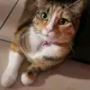 Lesa - @lesajones08 - TikTok