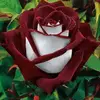 Lesia Lee Ealum - @user6274495407597 - TikTok