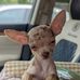 Lesia Wilson - Facebook