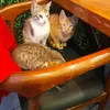 Lale Serdar - @laleserdar - TikTok