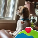 Leslee Taylor - @lil_boshkung_cottage_mamma - Instagram