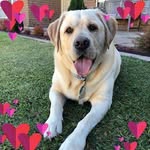 Lesley Adamson - @lelley70au - Instagram