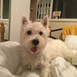Lesley Barnes - @craftyziera - Instagram
