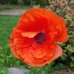 Lesley Beck - @labeck1957 - Instagram