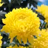 Lesley Benjamin - @lesley.benjamin8 - TikTok