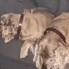 Lesley Bishoprick - @lesley.bishoprick - TikTok