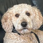 Lesley Boyd - @lboyd01 - Instagram