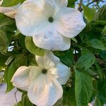 Lesley Boyd - @lesley.boyd.33 - Instagram
