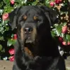 lesleybrowne649 - @lesleybrowne649 - TikTok