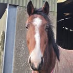 Lesley Carroll - @lesleyrun - Instagram
