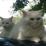 Lesley Carson - @lesley.carson1 - Instagram