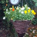 Lesley Chamberlain - @lellylovesflowers - Instagram