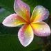 Lesley Cobb - Facebook