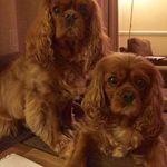 Lesley Cohen Wright - @lesleycohenwright - Instagram