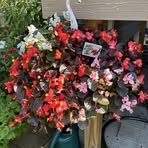 Lesley Cutler - Facebook