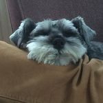 Lesley Dillon - @hugo.dillon.39 - Instagram