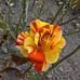 Lesley Dodd - Facebook