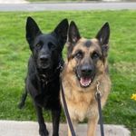Lesley Draper - @miaandtrooperthegsds - Instagram