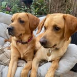 Lesley Drew - @lesdrew1 - Instagram