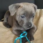 Lesley Dunn - @lesleydunn43 - Instagram