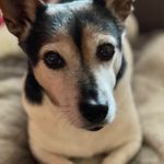 Lesley Dyer - @oscarmaggie.94 - Instagram