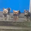 Lesley Dyer - @lesley.dyer4 - TikTok