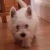 lesley🙂🐾 - @lesleyfiel.d - TikTok