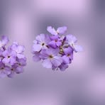 Lesley Garner - Facebook