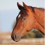Lesley Gregory - @racinglesley - Instagram