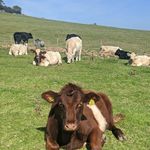 Lesley Gregory - @lesley.gregory.754 - Instagram
