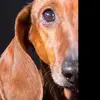 lesleygregory40 - @sizzlesdog - TikTok
