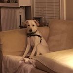 Lesley Harrington - @walterdeckeriii - Instagram