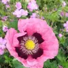 Lesley Haynes785 - @lesleyhaynes1 - TikTok