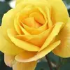 Lesley Haynes - @lesley.haynes6 - TikTok