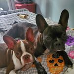 Lesley Haynes - @oscar_sherlock_frenchtons - Instagram