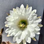 Lesley Hoffmann - @lesleyhoffmann8 - Instagram