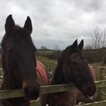 Lesley Holmes - @lesleyholmes3440 - Instagram