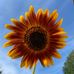 Lesley Irwin - Facebook