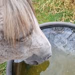 Lesley Jolly - @highlands_girl - Instagram