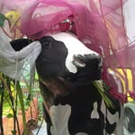 Lesley Kinzel - @theoriesofgravityplus - Instagram