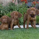 Lesley Kramer - @highwest_vizsla - Instagram