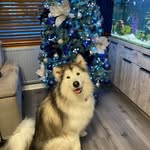 Lesley Laing - @laing.lesley - Instagram