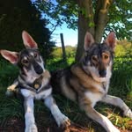 Lesley & Logan the Inuits - @lesley_and_logan_nitwits - Instagram