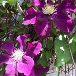 Lesley Mansfield - @nifot13617 - Instagram