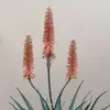 Lesley May - @lesley.may1 - TikTok