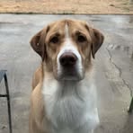 Lesli Long McAfee - Facebook