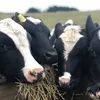 lesleymckee109 - @lesleymckee109 - TikTok
