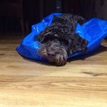 Lesley Mcleod - @lmcleod5333 - Instagram