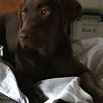 Lesley Norton - @lesley.norton.545 - Instagram
